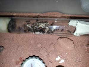 20180812_094239.jpg (1.98 MiB) 1860 mal betrachtet 20180812_094239.jpg