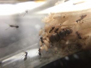 Close up.JPG