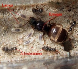 300px-Lasius_niger_(faq).jpg