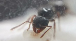 Tetramorium sp. Gyne