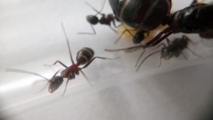 Camponotus ligniperda an Fliege