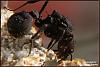 Acrom-1-(800x533)+C+R.jpg