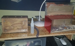 Ameisenbehausung (Acryldingens) und Neststein auf der neuen OSB-Platte