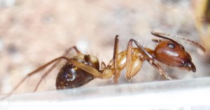 Haarige Angelegenheit ;)