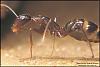 Camponotus_Barbarus_2007-1-(800x533)+C.jpg