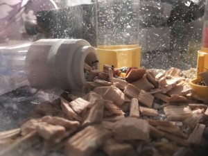 Niemand hat die Absicht eine Mauer zu errichten...