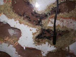 Nest verflochten