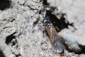 66D7A5B7-3069-4238-8CD8-8F03EFCE201A.jpeg (1.82 MiB) 3354 mal betrachtet M. rubida Männchen