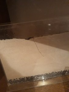 Die kleine Grube mit dem Häufchen Ants