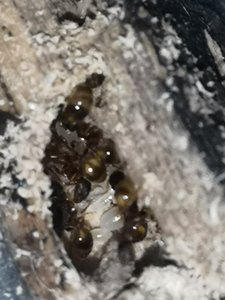 IMG_20181103_183349.jpg