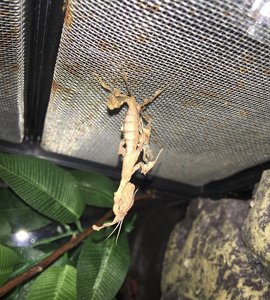 Müsste das Weibchen bei der vorletzen Häutung sein