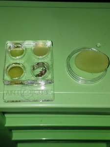 Menu du jour - Verd. Ahornsirup, verd. Honig, flüss. Katzenfutter und mini-Heimchen, dazu ein Stückchen Traube