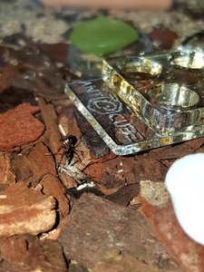 Heimchen wird sofort gierig geschnappt, und der Napf noch mehrmals gründlich untersucht obs da nicht noch mehr gibt