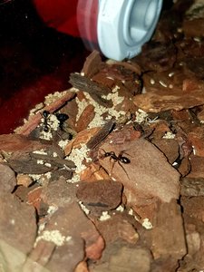 Endlich mal alle Drei auf ein Foto bekommen