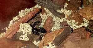 Genau zwischen den Köpfen von Königin und Arbeiterin<br />7 od. 8 Larven