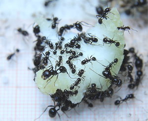 Messor barbarus _2.jpg