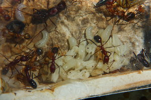 Aphaenogaster texana 11.01.2019_4.jpg