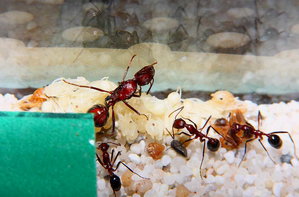 Aphaenogaster texana 11.01.2019_3.jpg