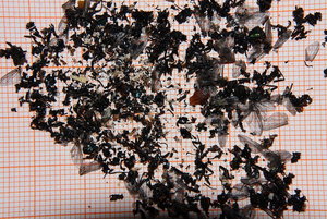 Aphaenogaster texana 19.02.2019_4.jpg