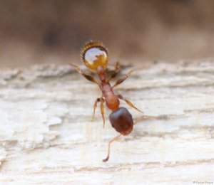 ameisen-sommerflieder-19-6679g.jpg