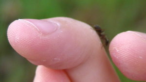 PIC_0077.JPG