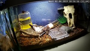 Königin steckt halb in ein kleines Bodenloch an der linken Seitenscheibe