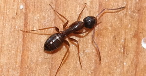 Hier ist auch der rötliche Thorax zu erahnen