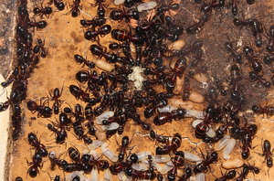 Camponotus ligniperda 21.04.2019_5.jpg