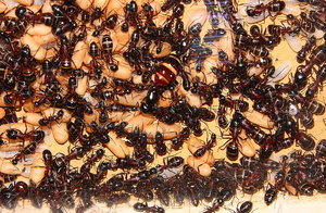 Camponotus ligniperda 21.04.2019_7.jpg
