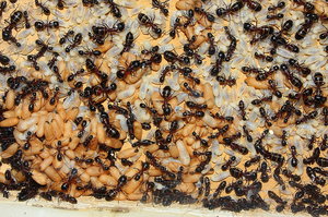 Camponotus ligniperda 25.04.2019_2.jpg