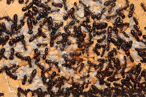 Camponotus ligniperda 25.04.2019_3.jpg