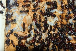 Camponotus ligniperda 25.04.2019_5.jpg