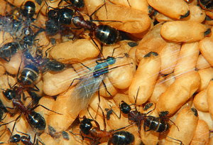 Camponotus ligniperda 14.05.2019_3.jpg