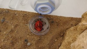 IMG_20190401_211829.jpg (1.56 MiB) 3129 mal betrachtet Erdbeere finden sie neben Zuckerwasser auch gut, eine frische Erdbeere lassen sie wirklich nie unberührt.
