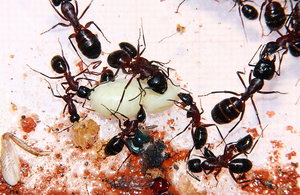 Camponotus liniperda.jpg