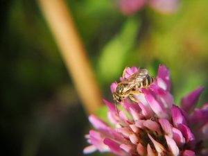 Halictus cf. subauratus