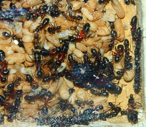 Camponotus ligniperda 31.05.2019_4.jpg