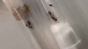 Links Myrmica, rechts Manica
