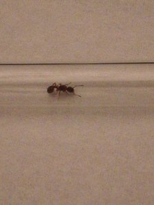 IMG_20190609_235131.jpg (1.95 MiB) 1258 mal betrachtet IMG_20190609_235131.jpg