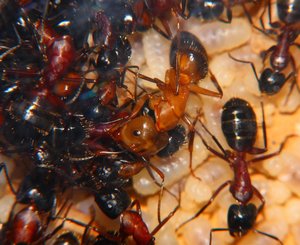 Camponotus ligniperda Major Arbeiterin.jpg