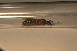 Camponotus 1-min.jpg