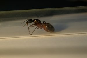 Camponotus 2-min.jpg