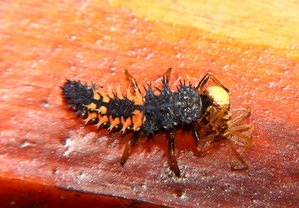 Marienkäferlarve _1.jpg