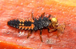 Marienkäferlarve _2.jpg