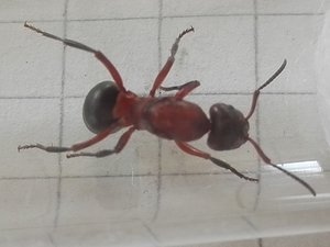 GyneB-1.jpg