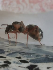 IMG_20190623_151537.jpg (1.26 MiB) 1412 mal betrachtet IMG_20190623_151537.jpg