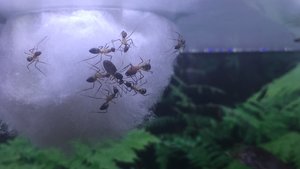 Mit verendeter L. flavus Gyne als Beute