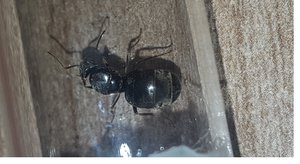 Lasius.jpg
