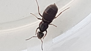 Das ist denke ich mal eine Lasius niger aber vielleicht irre ich mich ja?