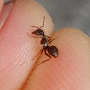 Foto 1.1. Leider unscharf geworden.